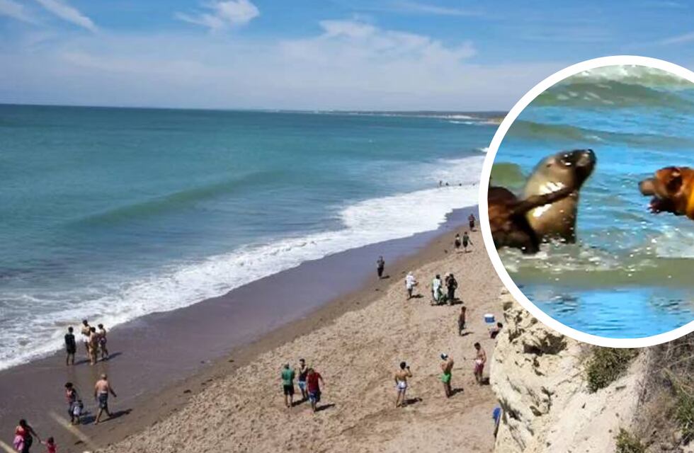Irresponsabilidad que sale caro: cinco perros atacaron a un lobo marino en una playa de Las Grutas