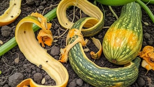 Para qué sirve colocar cáscaras de zapallo en la tierra de las plantas