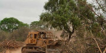 Greenpeace denunció la deforestación en Chaco ante la Corte Suprema
