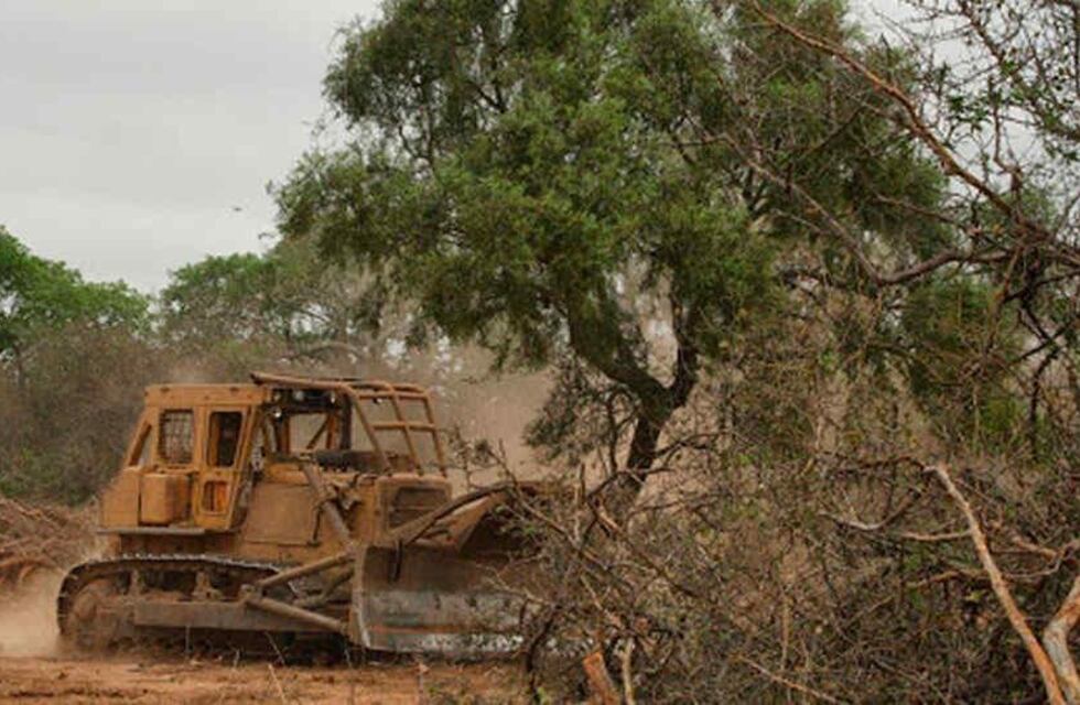 Greenpeace denunció la deforestación en Chaco ante la Corte Suprema