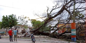 Caída de arbolado público en Santa Ana.