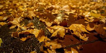 Bolsas gratis. Se aproxima el otoño y piden mantener la limpieza juntando las hojas. Imagen de archivo.