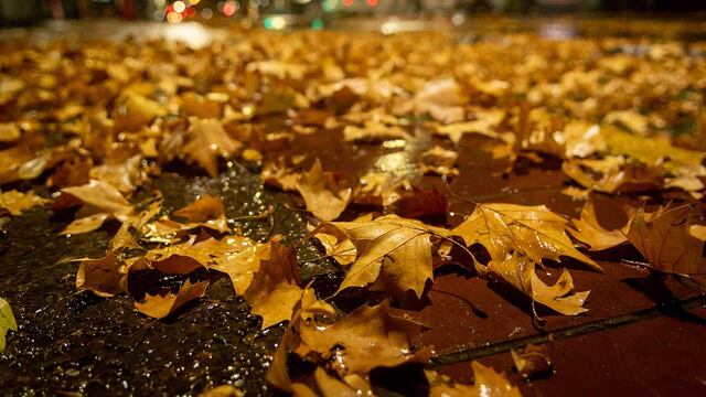 Bolsas gratis. Se aproxima el otoño y piden mantener la limpieza juntando las hojas. Imagen de archivo.