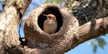 Estos son los dos productos caseros que tenés que poner en el jardín para atraer a los horneros