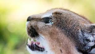 Un joven de 18 años cometió el brutal hecho en la provincia de Córdoba.