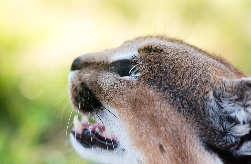 Mató a golpes a un cachorro de puma y publicó el video en redes: lo detuvieron en Córdoba