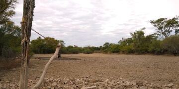 La sequía afecta entre un 10 y 15% al sorgo y girasol y se espera que perjudique aún más a la soja.