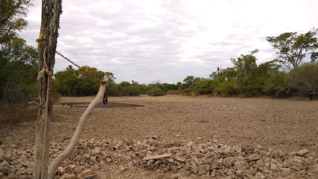 La sequía afecta entre un 10 y 15% al sorgo y girasol y se espera que perjudique aún más a la soja.
