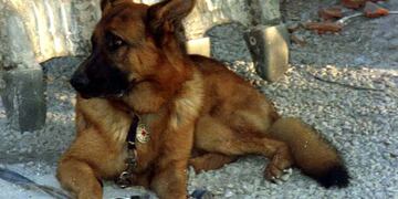 El perro que se cayó a la Cañada es de raza ovejero alemán. (Foto ilustrativa)