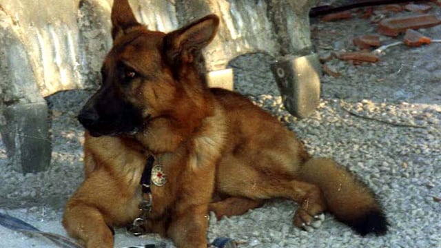 El perro que se cayó a la Cañada es de raza ovejero alemán. (Foto ilustrativa)
