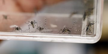 Mosquito que transmite el Dengue