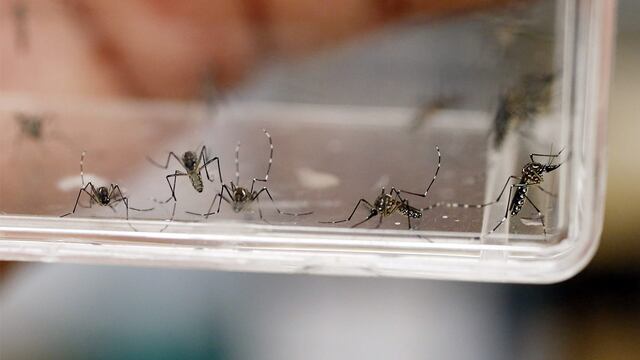 Mosquito que transmite el Dengue