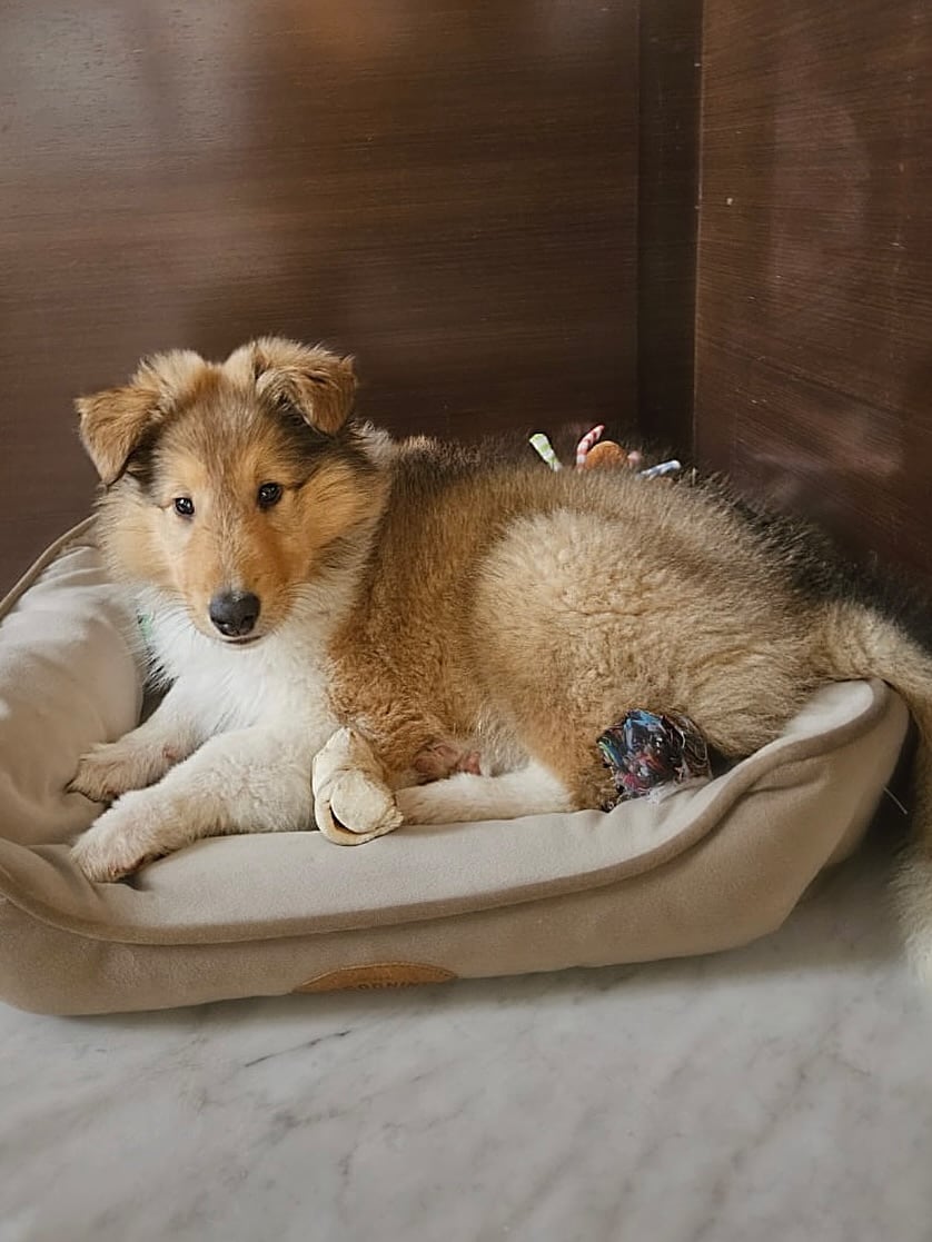 Lennon, el nuevo collie de Alberto Fernández