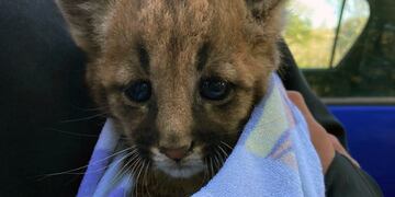 Rescataron a un puma en Córdoba. (Gobierno de Córdoba)