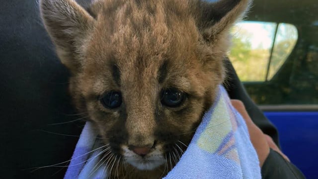 Rescataron a un puma en Córdoba. (Gobierno de Córdoba)