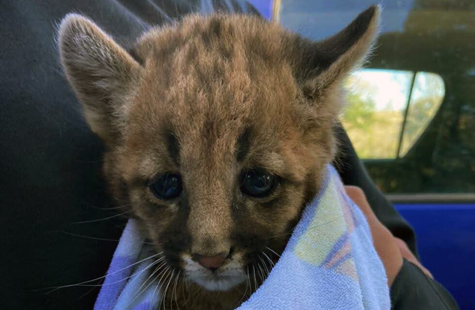 Córdoba: rescataron a un cachorro de puma en el centro norte de la provincia