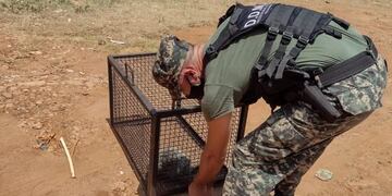 Dos ejemplares de animales salvajes fueron devueltos a su hábitat.