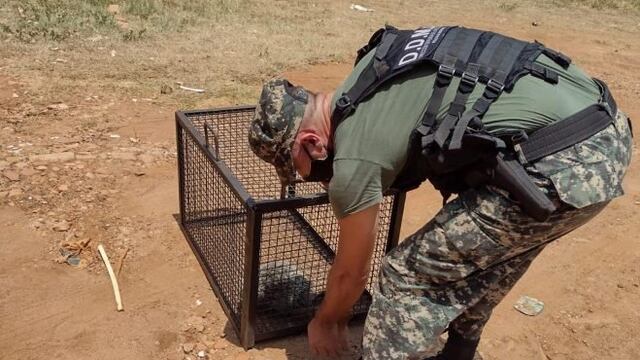 Dos ejemplares de animales salvajes fueron devueltos a su hábitat.