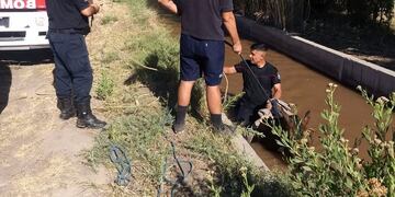 Rescataron a un caballo que cayó a un cauce de riego en calle F y 5 en General Alvear