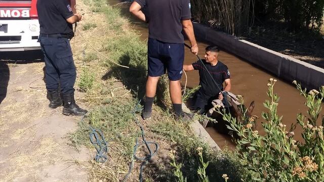 Rescataron a un caballo que cayó a un cauce de riego en calle F y 5 en General Alvear