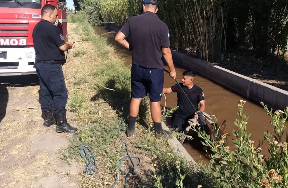 Peculiar rescate: salvaron a un caballo que cayó a un canal de riego