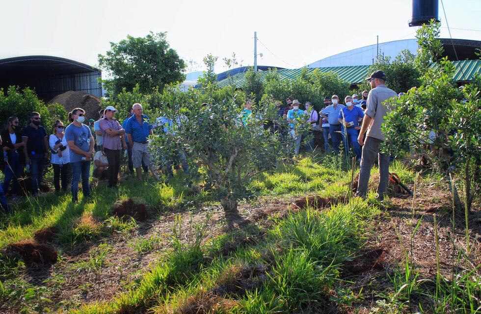 Campo Viera y Campo Grande: capacitaciones a productores de yerba