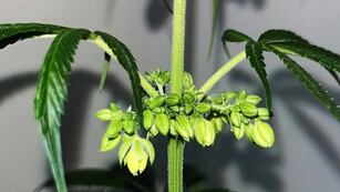 Los ingenieros consiguieron una floración con mucho CBD y bajo THC.