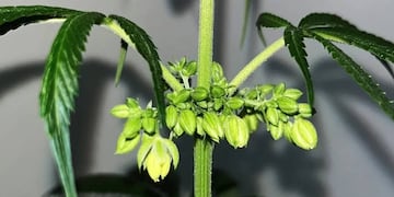 Los ingenieros consiguieron una floración con mucho CBD y bajo THC.