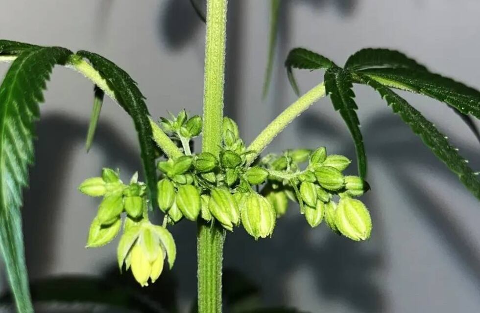 “Aromito”: la producción de cannabis medicinal en Santa Fe suma una semilla propia