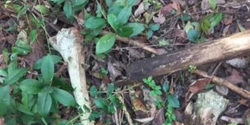 Encontraron posibles huesos humanos en Jardín América.
