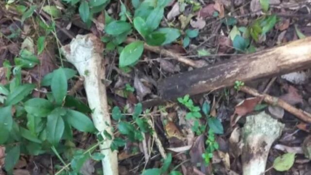 Encontraron posibles huesos humanos en Jardín América.