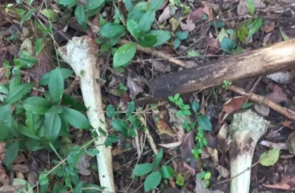 Encontraron posibles huesos humanos en Jardín América