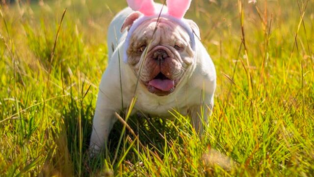 Perro disfrazado de conejo.