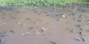 Jaldo expresó su preocupación por la mortandad de peces en los cursos hídricos del este tucumano.