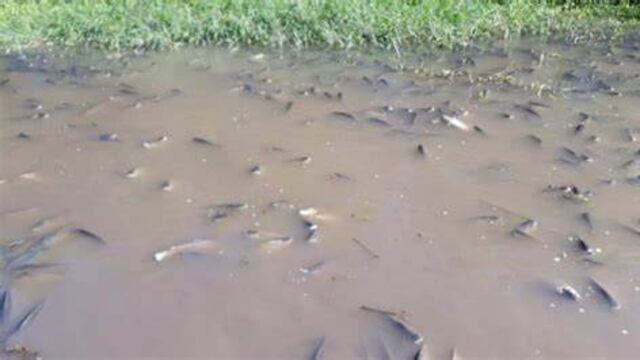 Jaldo expresó su preocupación por la mortandad de peces en los cursos hídricos del este tucumano.