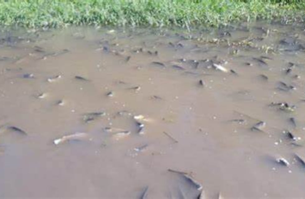 El gobernador Osvaldo Jaldo expresó su preocupación por la mortandad de peces