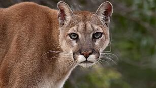 El puma sorprendió a un grupo de jóvenes que iban en auto a Potrerillos.
