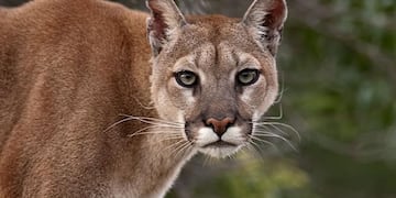 El puma sorprendió a un grupo de jóvenes que iban en auto a Potrerillos.