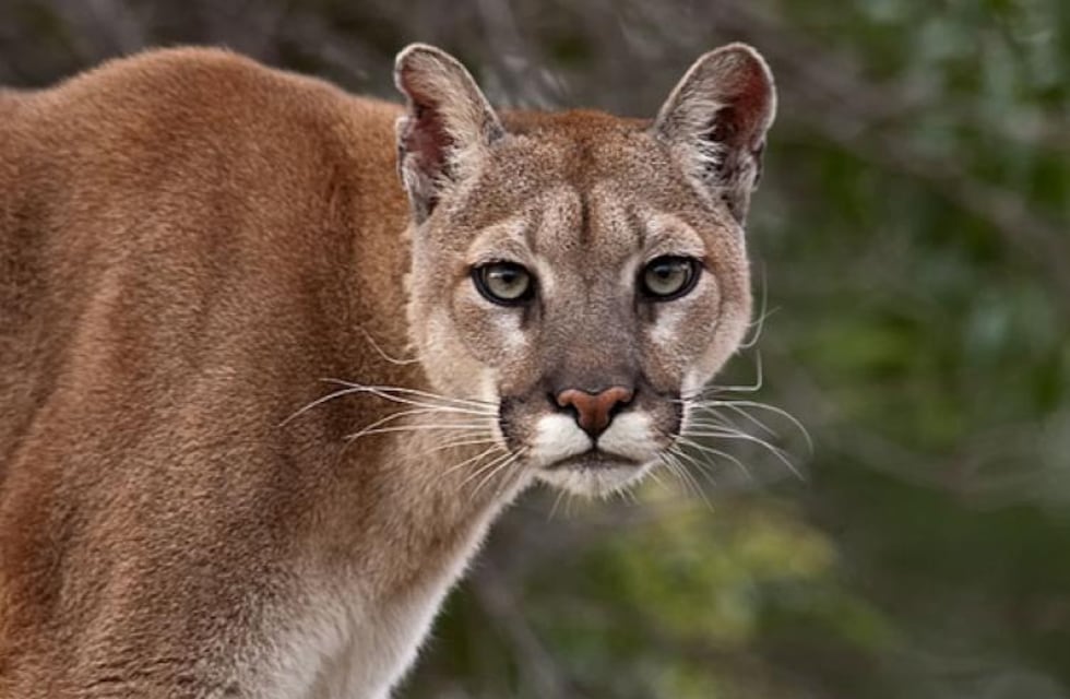 Buscan a un puma que se hizo con tres ovejas de una escuela en Comandante Andresito