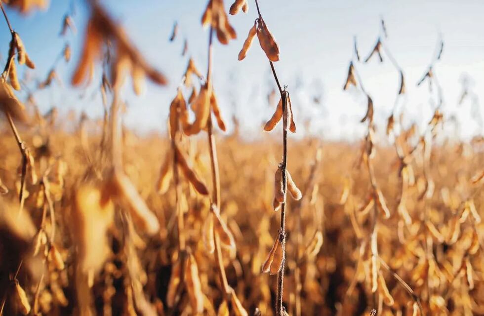 Campos bajo contrato de alquiler