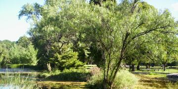 Convocatoria abierta para conformar Comisión para preseleccionar el árbol y la Flor del partido de Tres Arroyos
