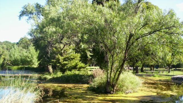 Convocatoria abierta para conformar Comisión para preseleccionar el árbol y la Flor del partido de Tres Arroyos