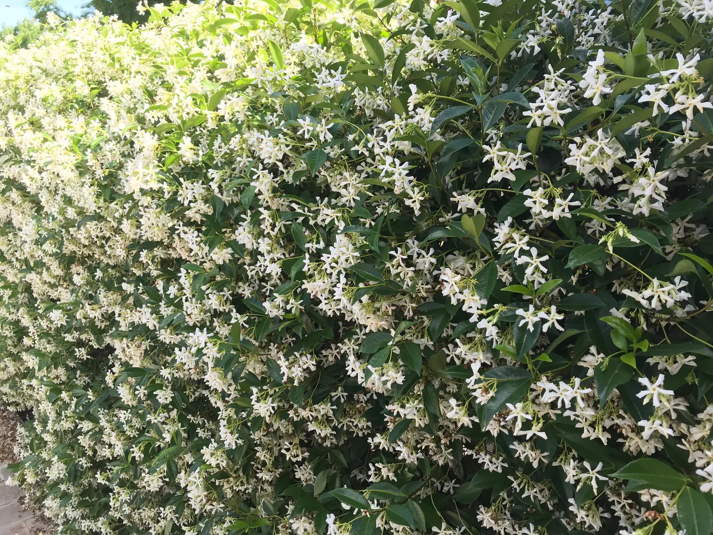 La planta jazmín de leche florece en verano