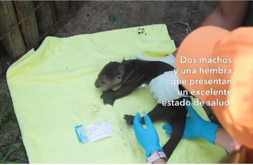 Sexado de los cachorros de nutria grande en el Iberá