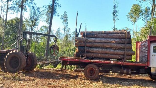 Cuatro detenidos por desmontar ilegalmente un lote de pinos en Colonia Delicia.