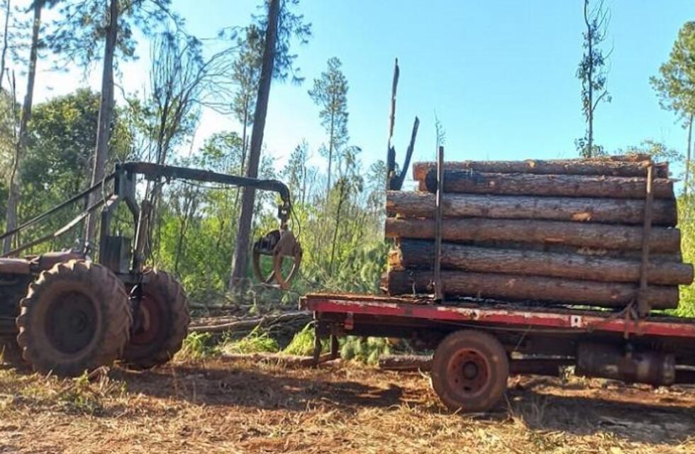 Cuatro detenidos por desmontar ilegalmente un lote de pinos en Colonia Delicia