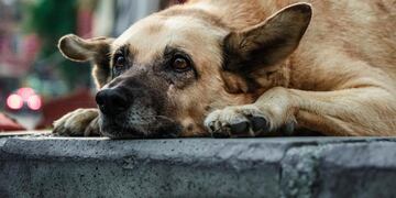 Efemérides. Día Mundial del Perro sin Raza. (Imagen ilustrativa)