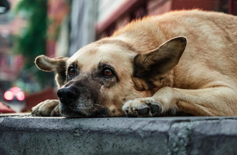 Tres Arroyos: Castración gratuita e inmediata de animales abandonados en la vía pública