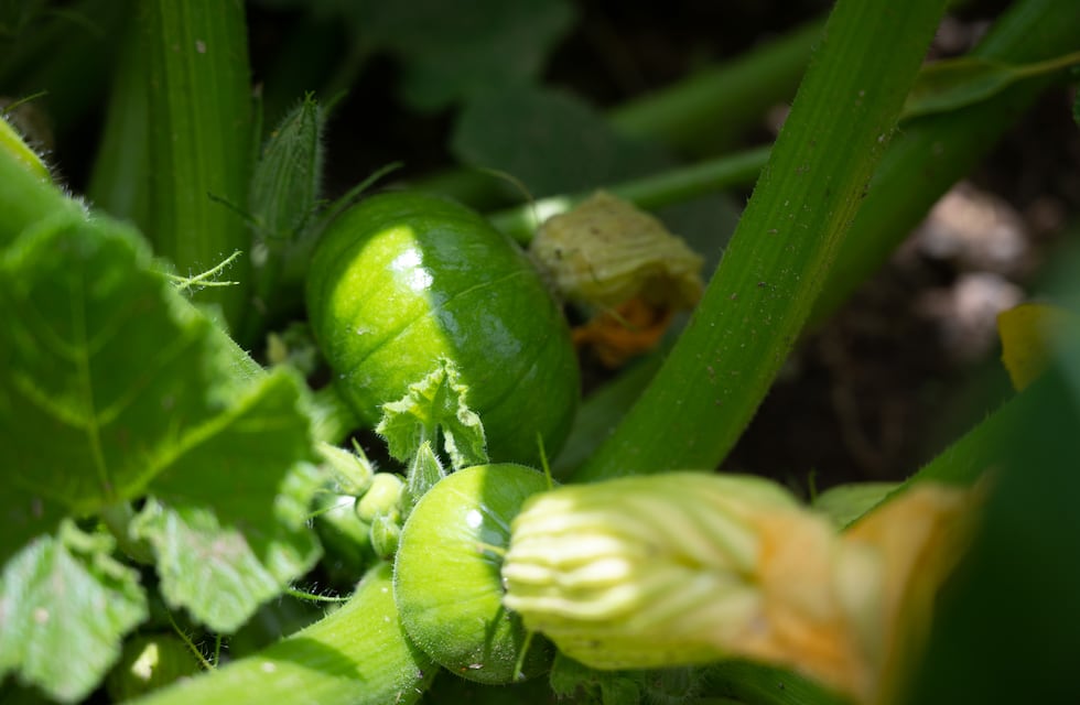 Taller de huerta en el Club Independiente