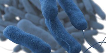 Bacteria. La legionella provoca brotes asociados a una fuente de agua. Foto: CDC.